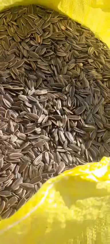 تخمه s400|خوردنی و آشامیدنی|خوی, |دیوار