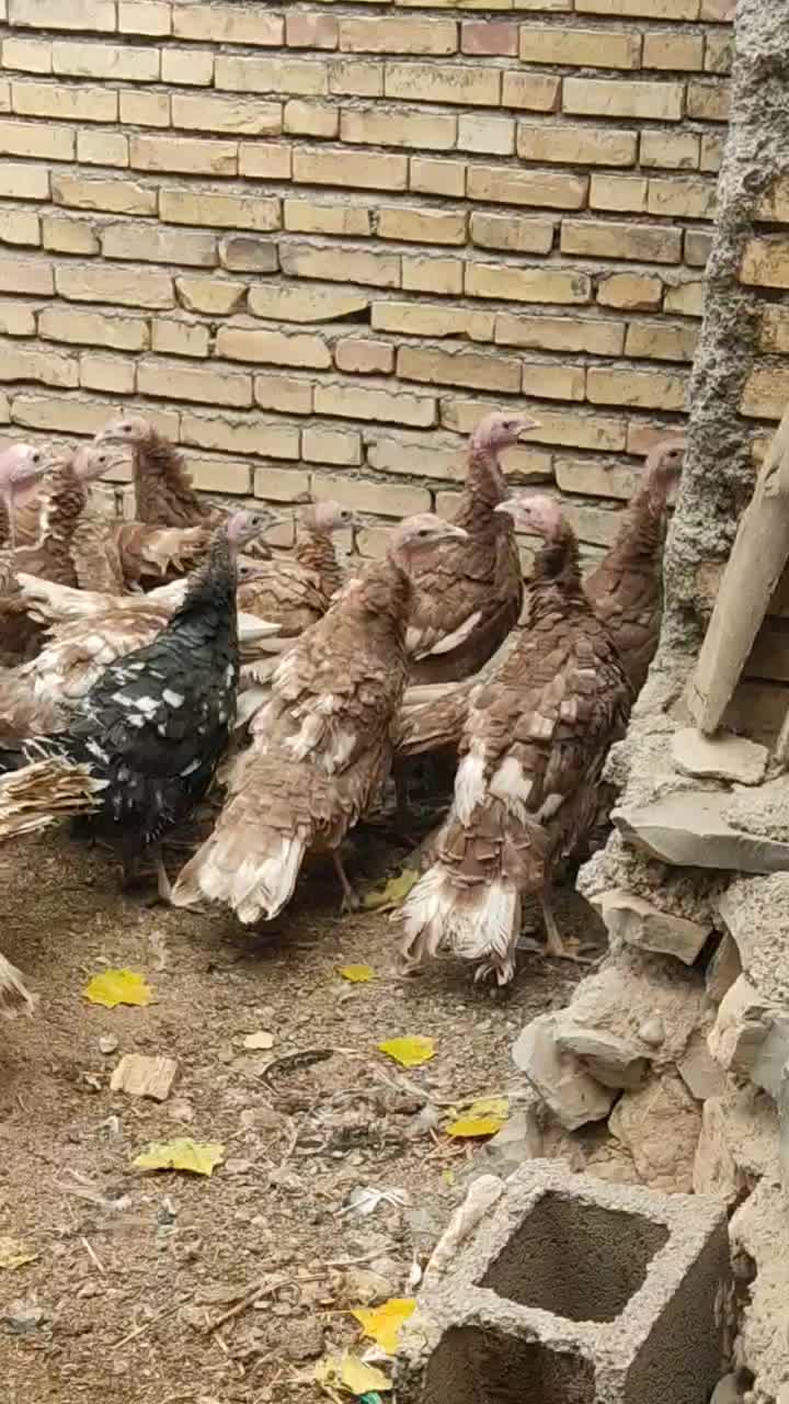 15بوقلمون|حیوانات مزرعه|سمیرم, |دیوار