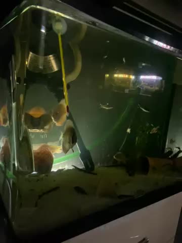 اکواریم ماهی دیسکس فیلتر سطلی|ماهی|اصفهان, شهرک میلاد|دیوار