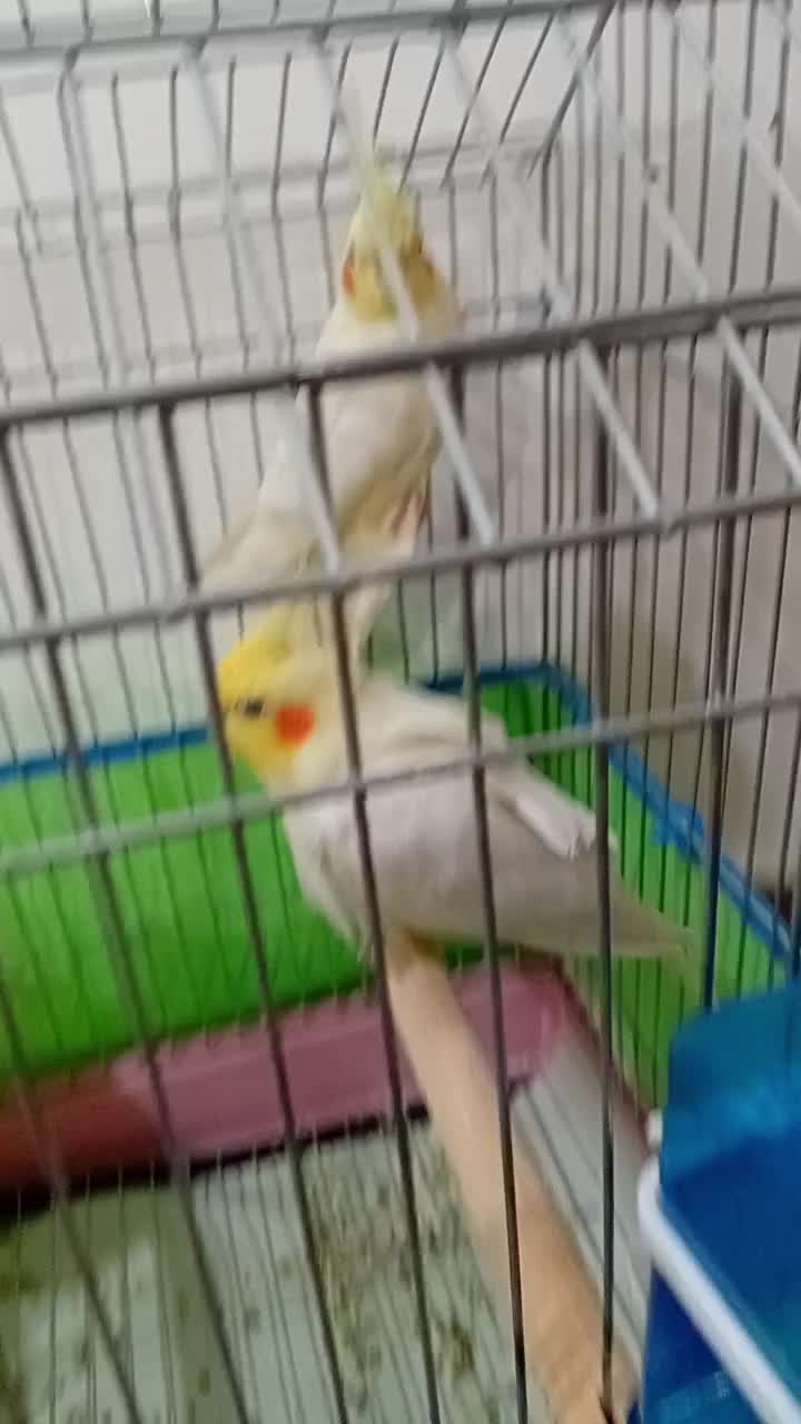 طوطی عروس|پرنده|کوچصفهان, |دیوار