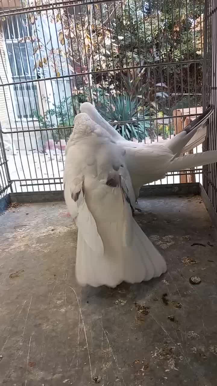 کبوتر کفتر چند جفت عالی|پرنده|فردیس, قریشی|دیوار