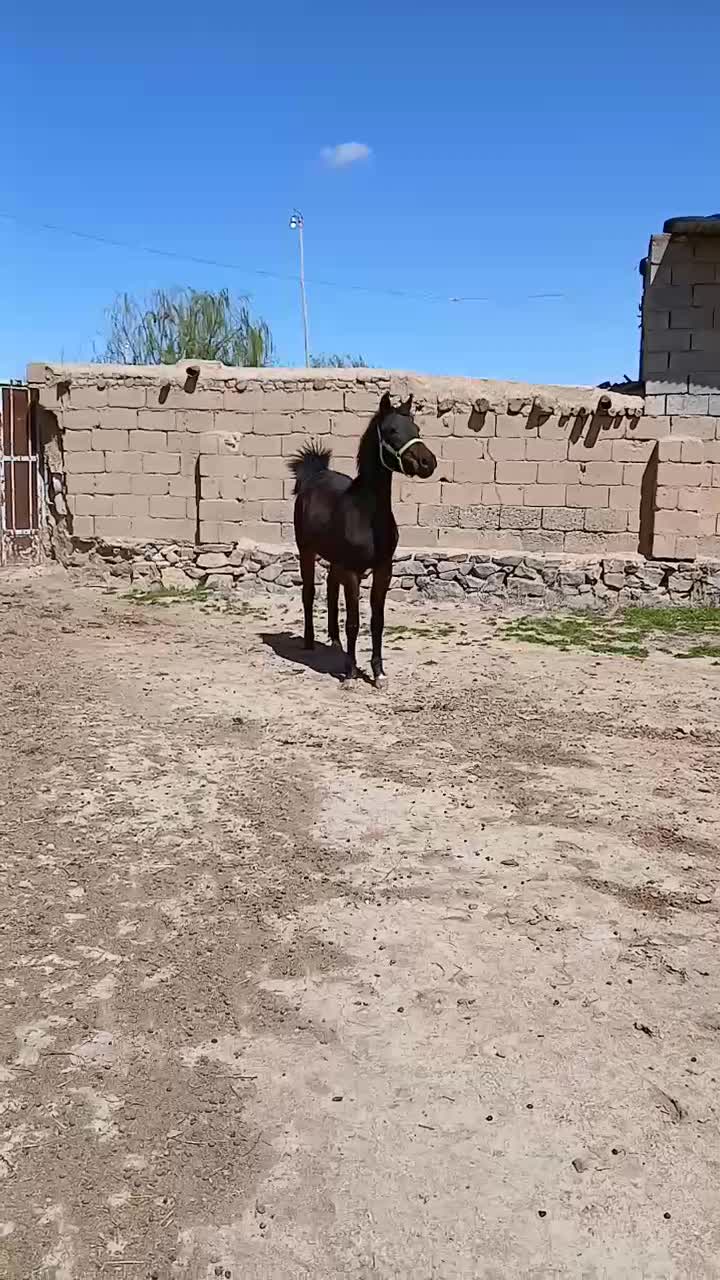 اسب|اسب و تجهیزات اسب‌سواری|فیروزآباد (آذربایجان), |دیوار