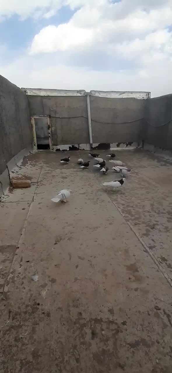 کبوتر|پرنده|بوئین زهرا, |دیوار