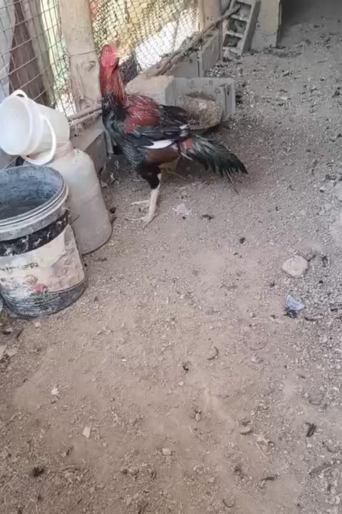 خروس لاری نژاد دار|حیوانات مزرعه|ری, فیروزآباد|دیوار