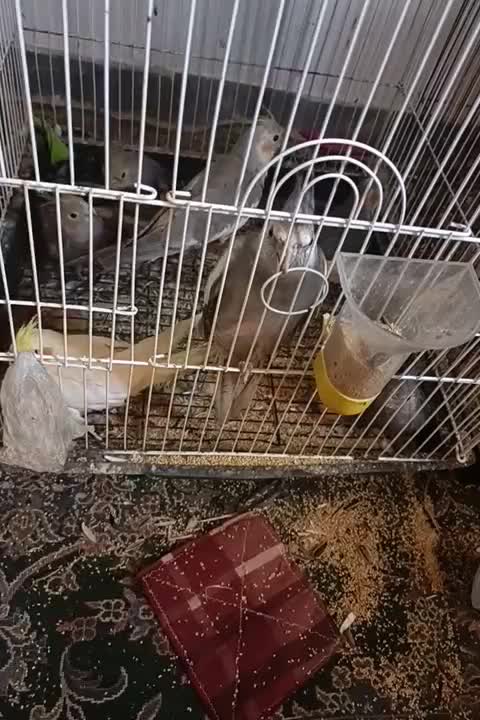 عروس هلندی بالغ نر و ماده جوجه برا فروش|پرنده|لنگرود, |دیوار