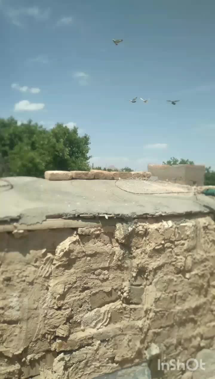 کفتر|پرنده|زاوه, |دیوار