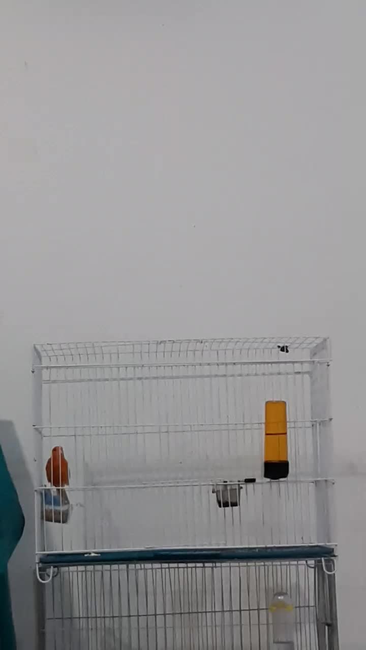 نردهن زن|پرنده|بوشهر, |دیوار