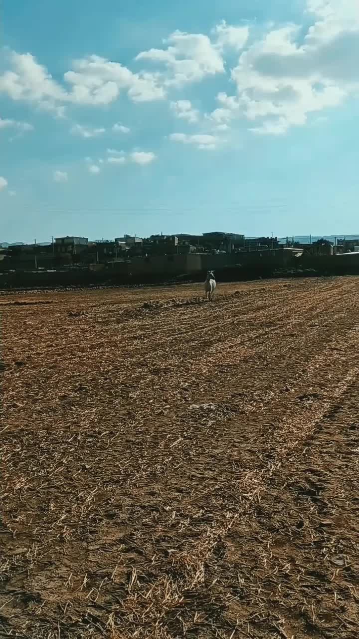 اسب مادیان|اسب و تجهیزات اسب‌سواری|ایلام, |دیوار