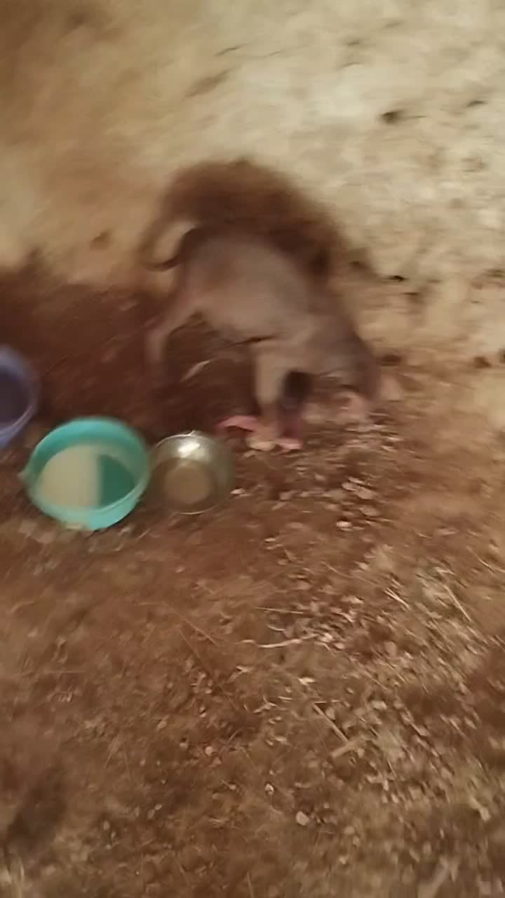 واگذاری. توله پیتبول|سگ|گهواره, |دیوار