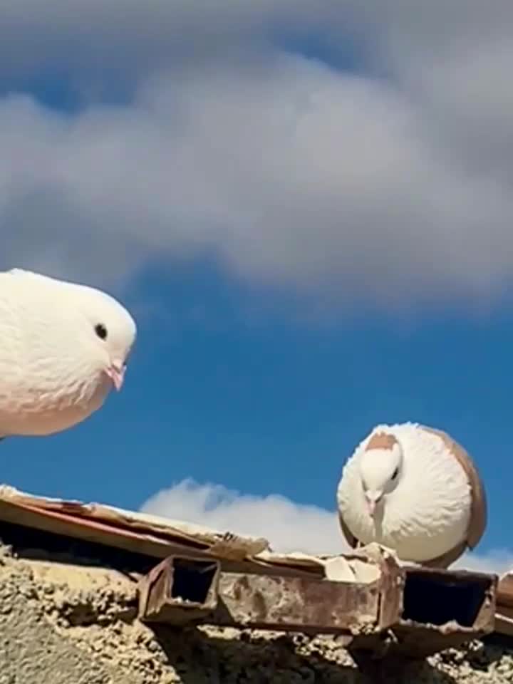 کلاغ کربلایی ،کربلایی، کلسفید|پرنده|شیروان (خراسان), |دیوار