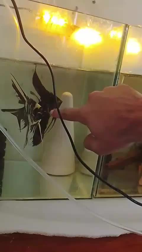 جفت آنجل مولد|ماهی|تبریز, |دیوار