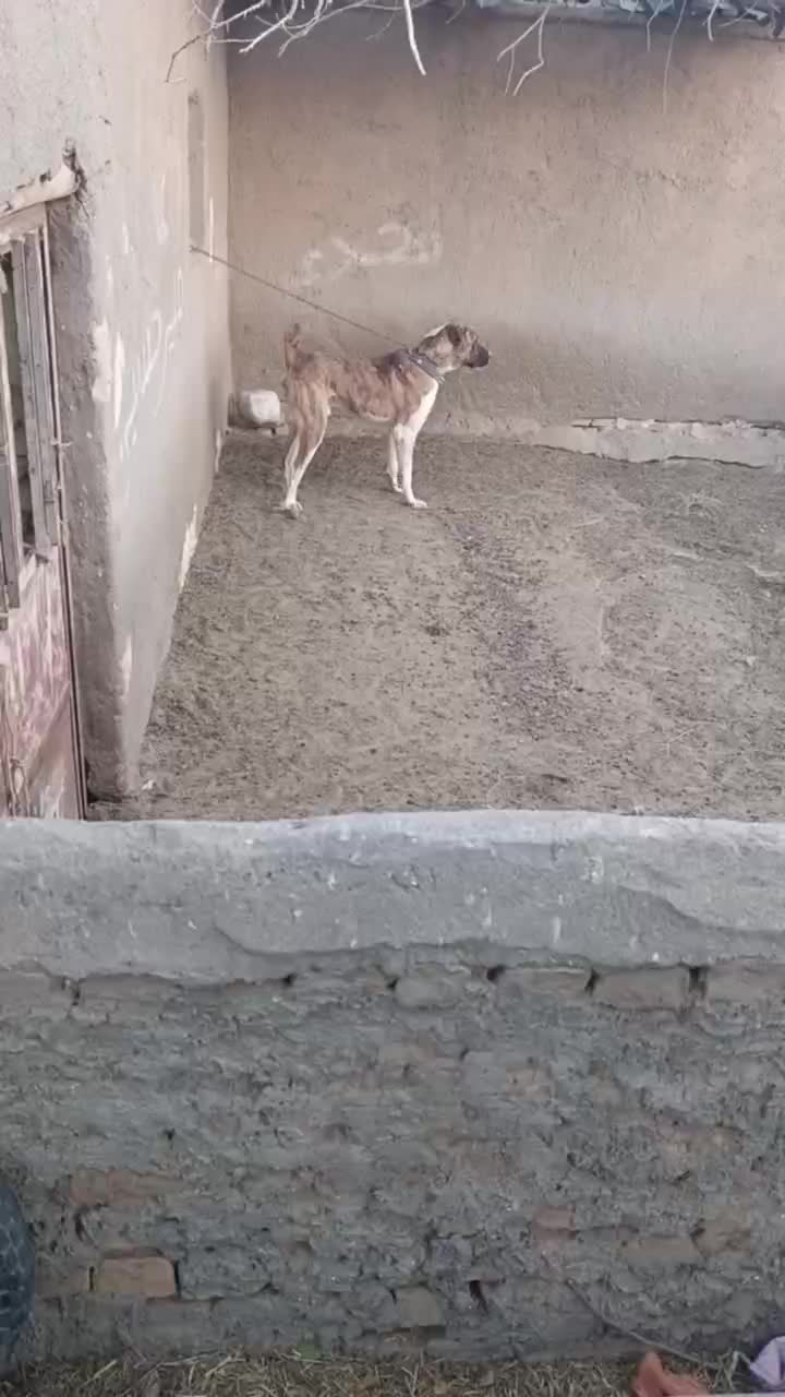 واگذاری سگ خراسانی|سگ|مشهد, کشاورز|دیوار