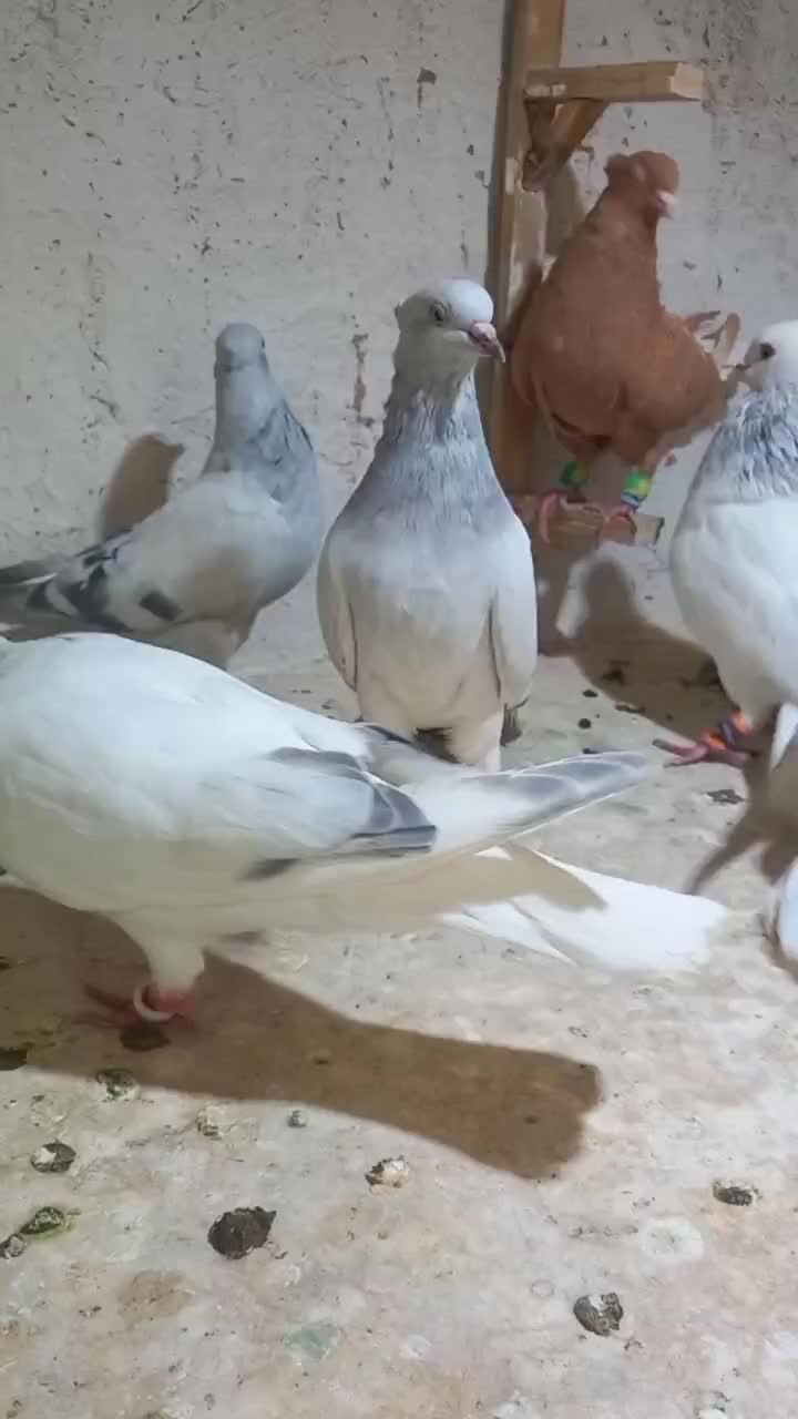 کبوتر دم سفید کربلایی|پرنده|تربت جام, بهشت نبی|دیوار