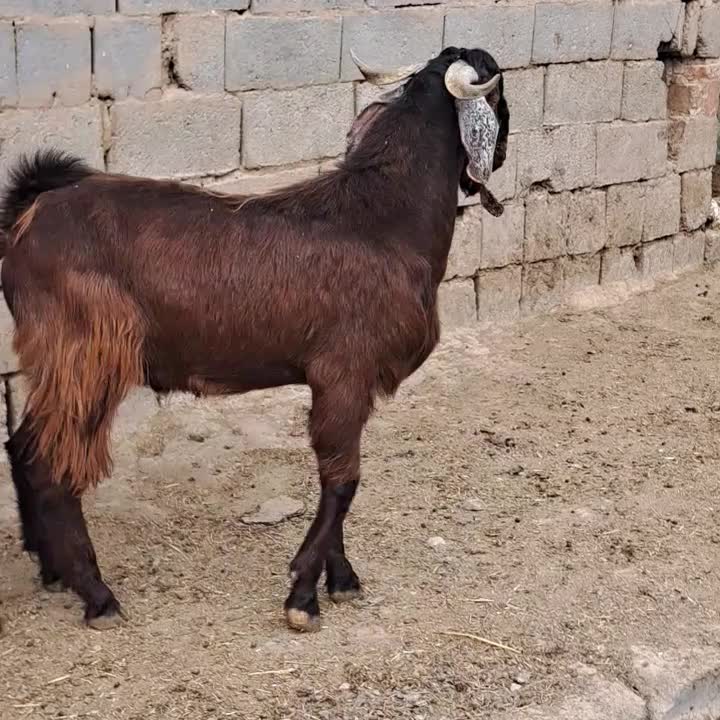 بز نر دندون عوض نکرده اصل جنس|حیوانات مزرعه|سیمینه, |دیوار