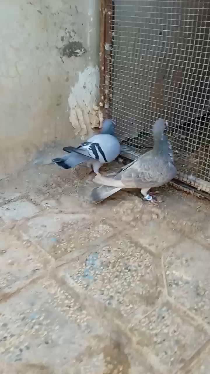 کفتر|پرنده|گناباد, |دیوار