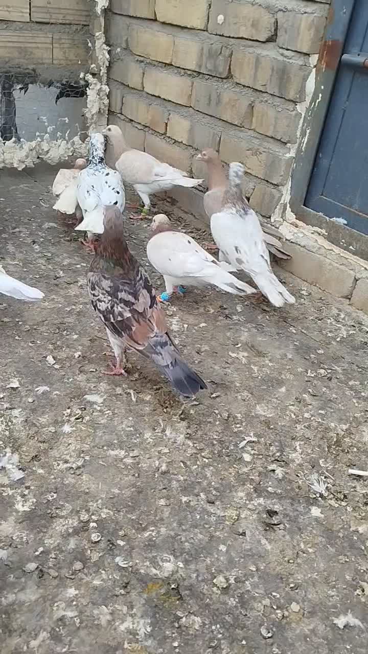 کبوتر|پرنده|تاکستان, |دیوار