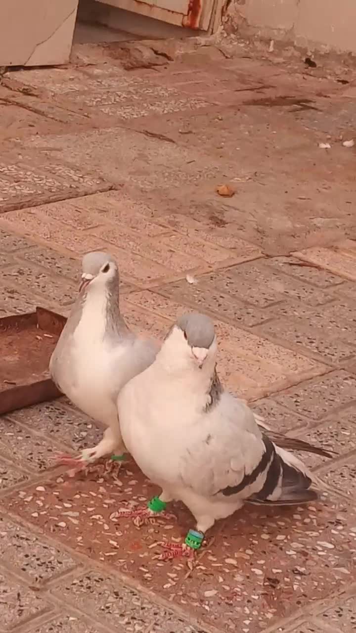 جفت نرماده ساده|پرنده|تربتحیدریه, بالا ولایت|دیوار