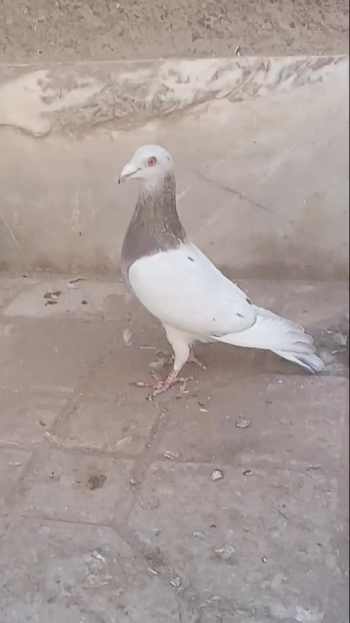 کله هما هفرنگ نر بیرونی|پرنده|سبزوار, باهنر|دیوار