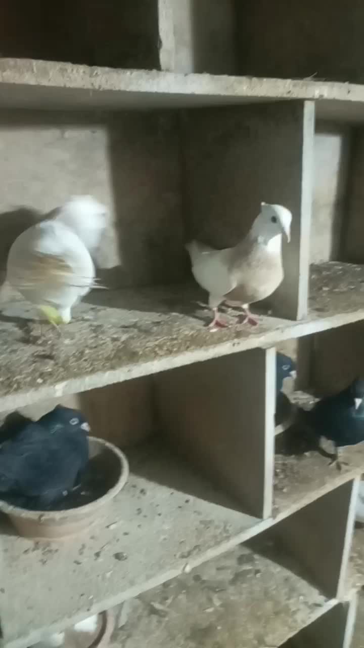 کبوتر|پرنده|مریوان, |دیوار