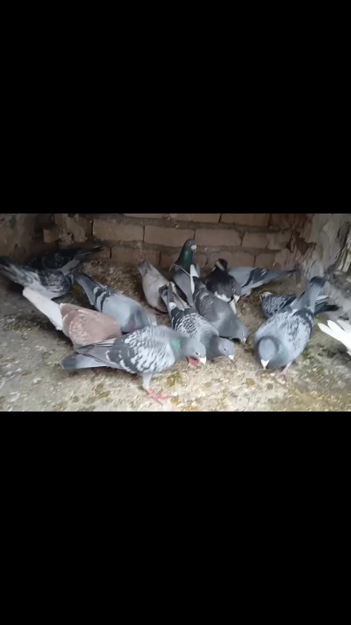 کفتر|پرنده|فاروج, |دیوار