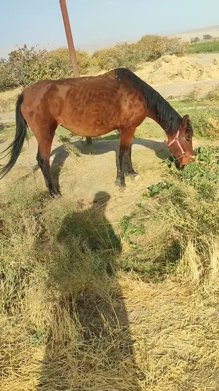 اسب مادیون|اسب و تجهیزات اسبسواری|فریمان, |دیوار