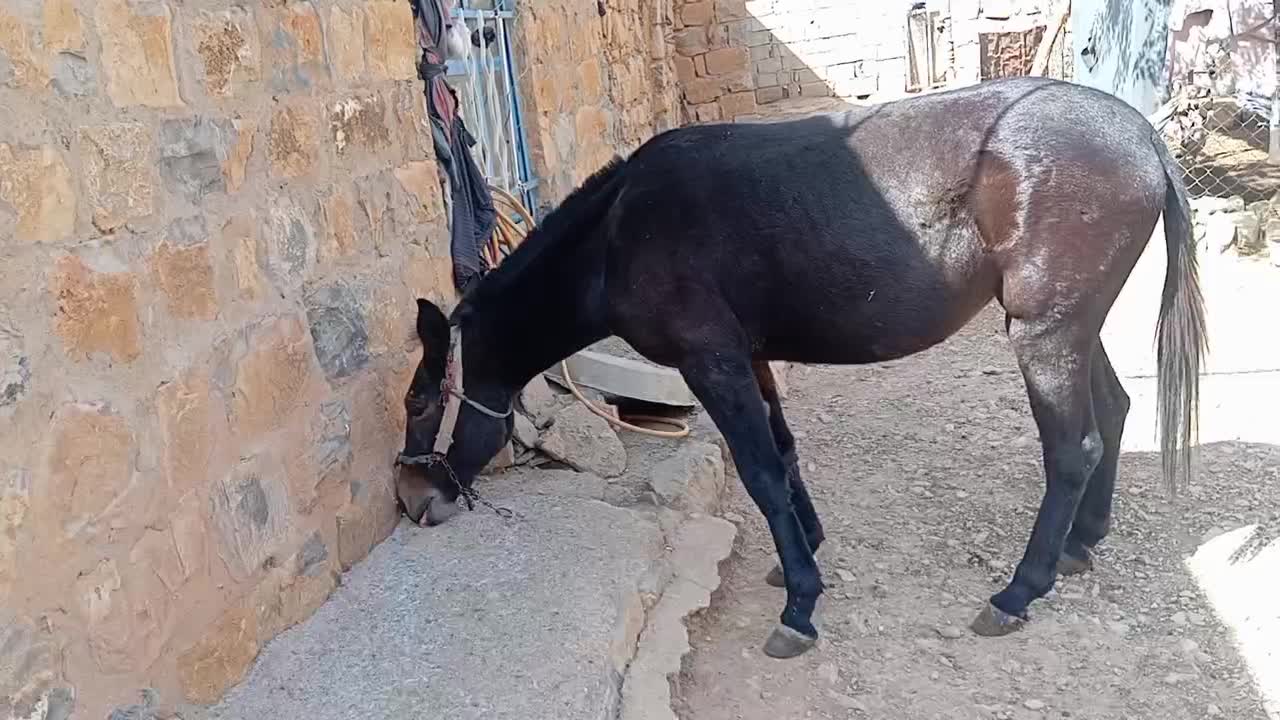 قاطر دوسال ۱ماه تقریبا درحال رام کردن|حیوانات مزرعه|کلاشی, |دیوار