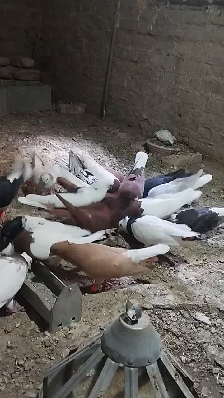 کفترا بی بوم هم پرشی هم تخم جوجه خاطر جمع|پرنده|تربت‌حیدریه, کلاته توکلی|دیوار