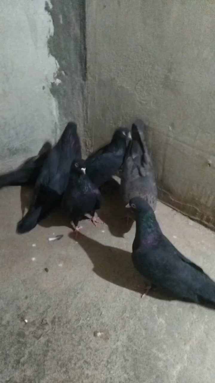 فروشی کبوتر سیاه و کله زرد|پرنده|میاندوآب, |دیوار