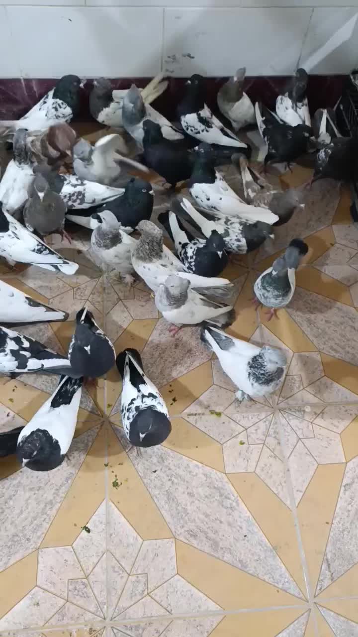 کبوتر سینه سیاه|پرنده|شیراز, گویم|دیوار