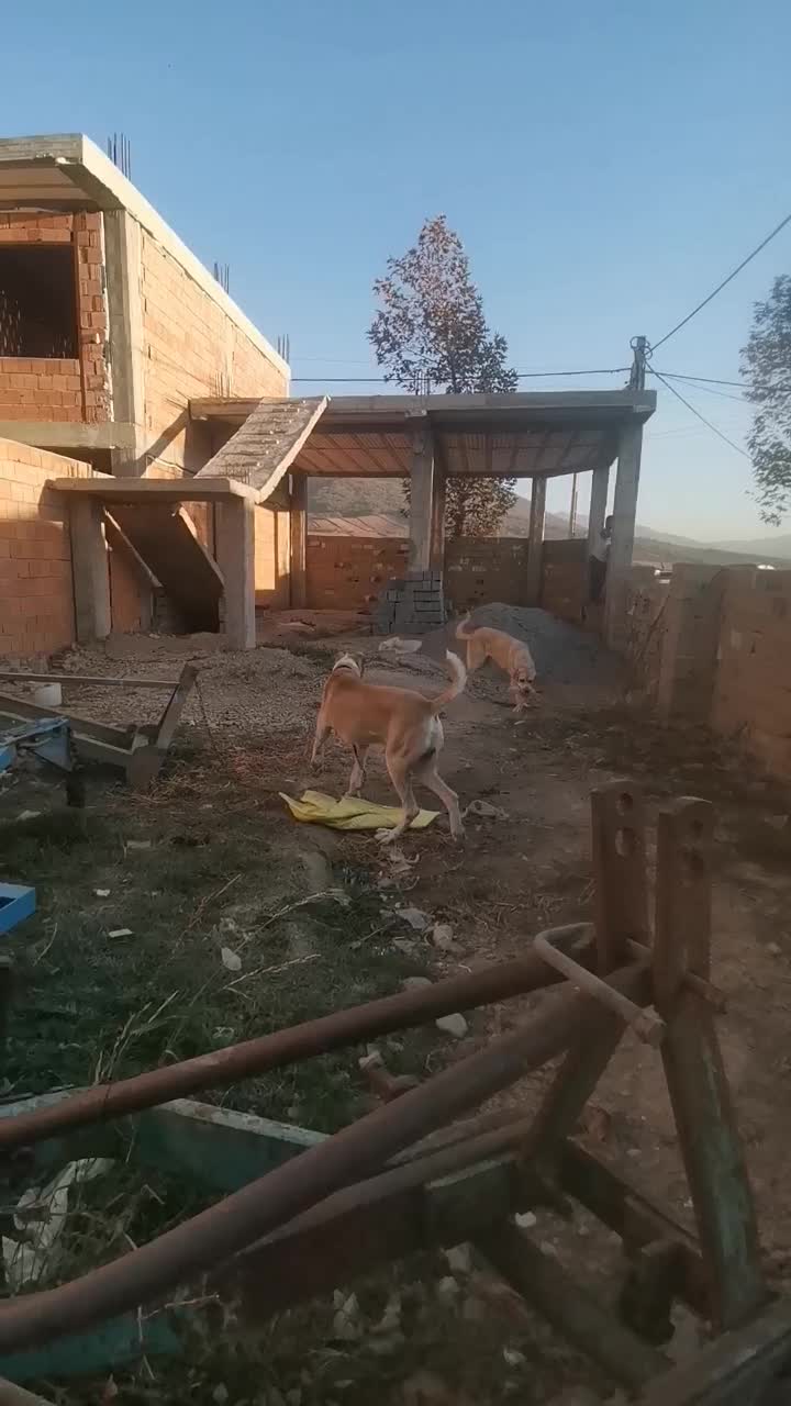 سگ الابای 2ساله|سگ|آزادشهر, |دیوار