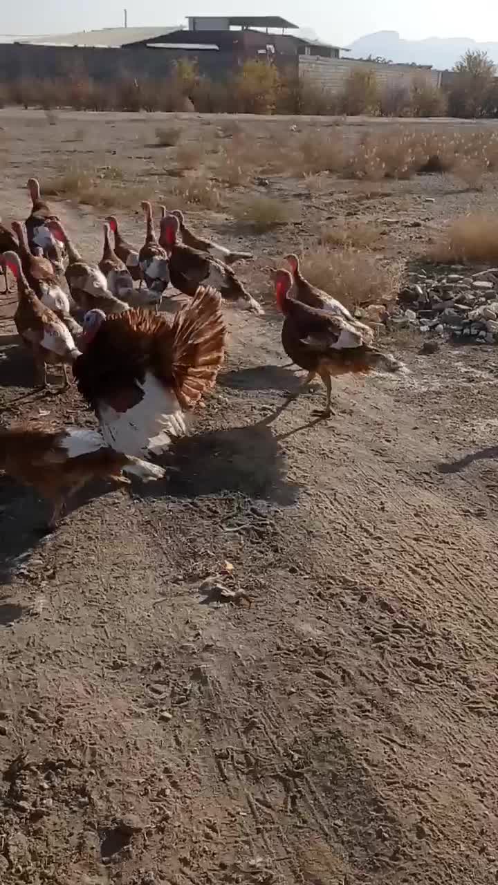 30عد تخم نطفه دار|حیوانات مزرعه|نجف‌آباد, جوزدان|دیوار