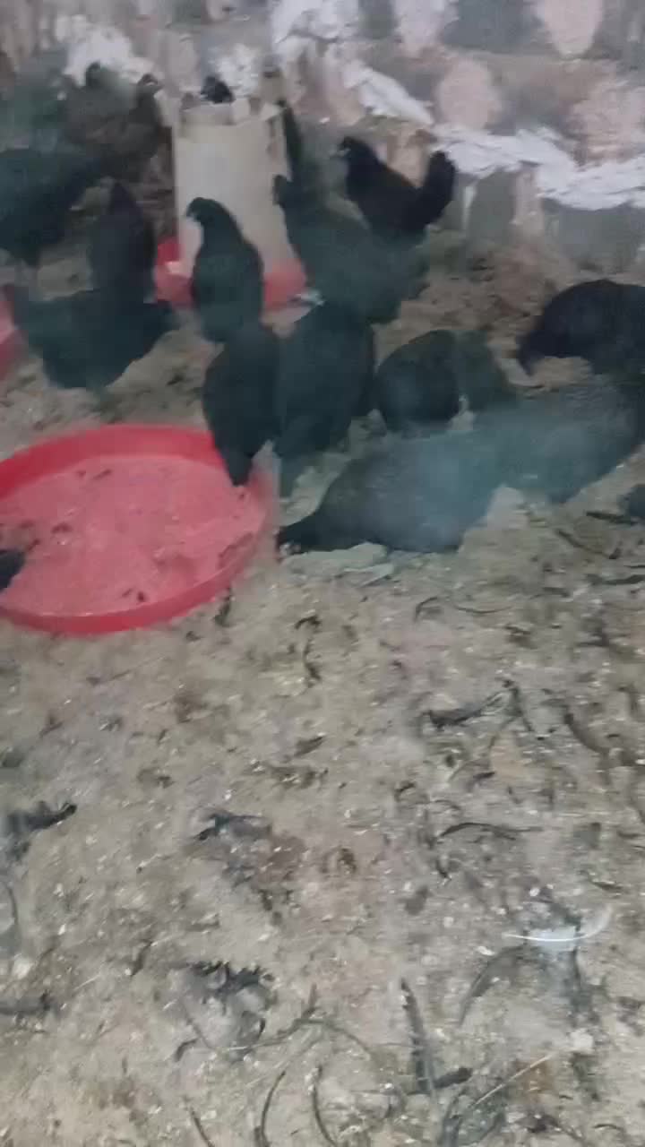 کاسرک مرغ وخروس۴ماه محلی اصل(واکسن خورده)|حیوانات مزرعه|رفسنجان, |دیوار