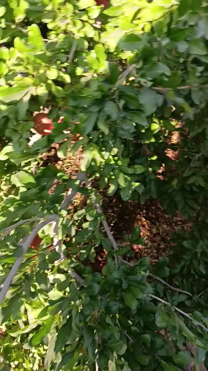 انار رباب|عمده‌فروشی|فسا, |دیوار