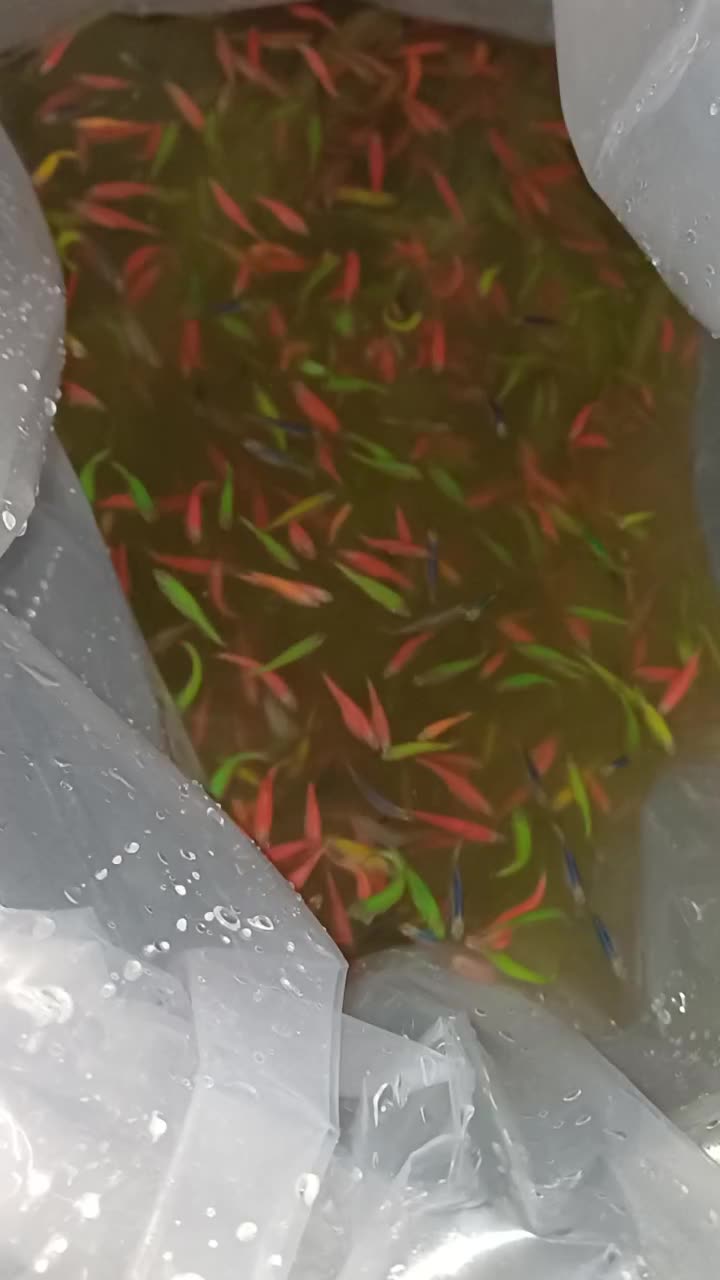 فروش زبرا دانیو|ماهی|لاهیجان, طالقانی|دیوار