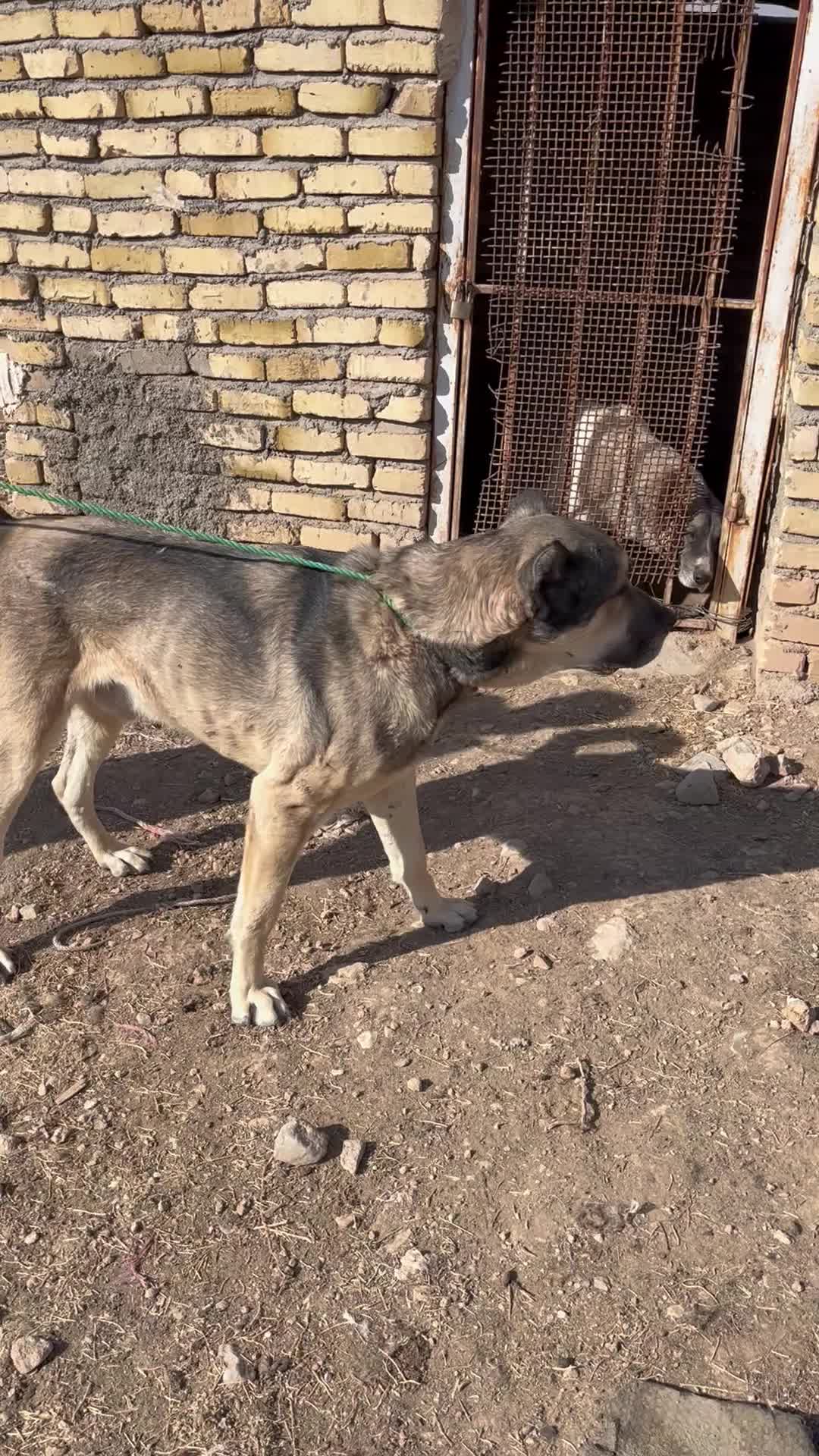 سگ سراب|سگ|قزوین, |دیوار