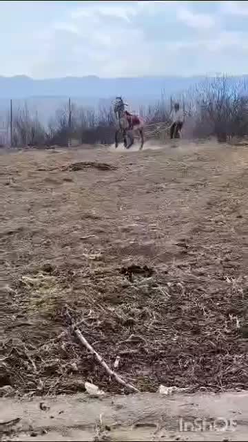 اسب سر حال|اسب و تجهیزات اسبسواری|یاسوج, |دیوار