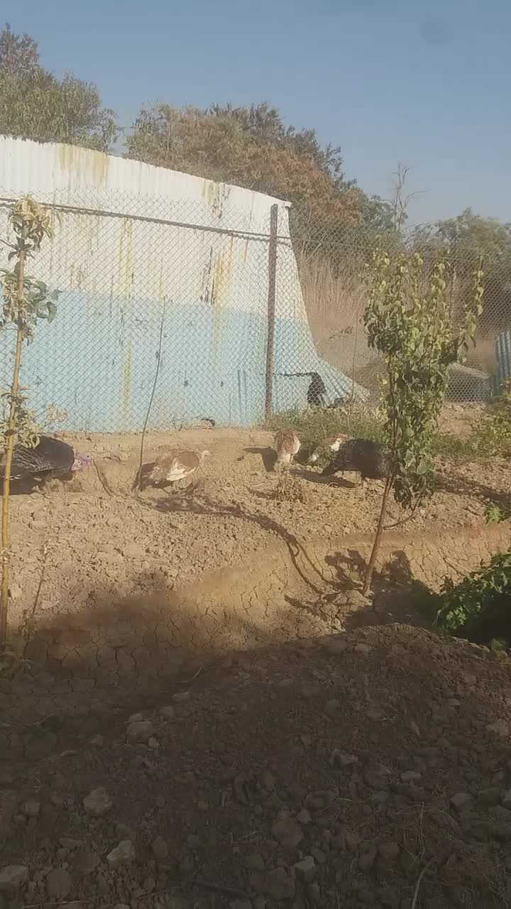 تُخمِ نُطفِه دارِ بوقلمونِ نِژادِ بُرُنز و بوربُن|حیوانات مزرعه|باقرشهر, |دیوار