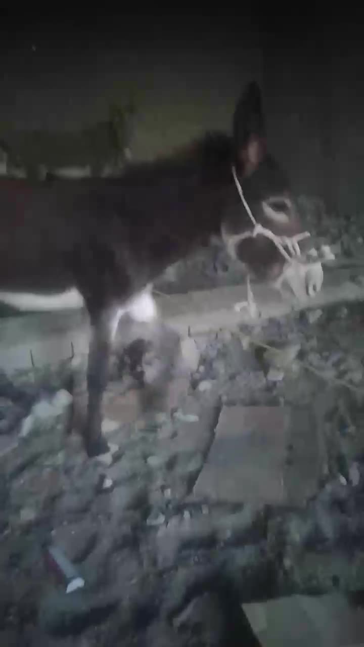 کره نروماده|حیوانات مزرعه|جغین, |دیوار