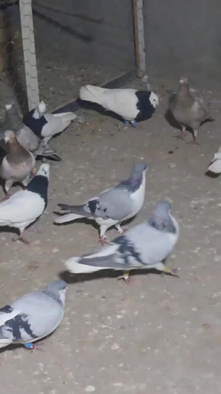 کفتر|پرنده|بوئین زهرا, |دیوار