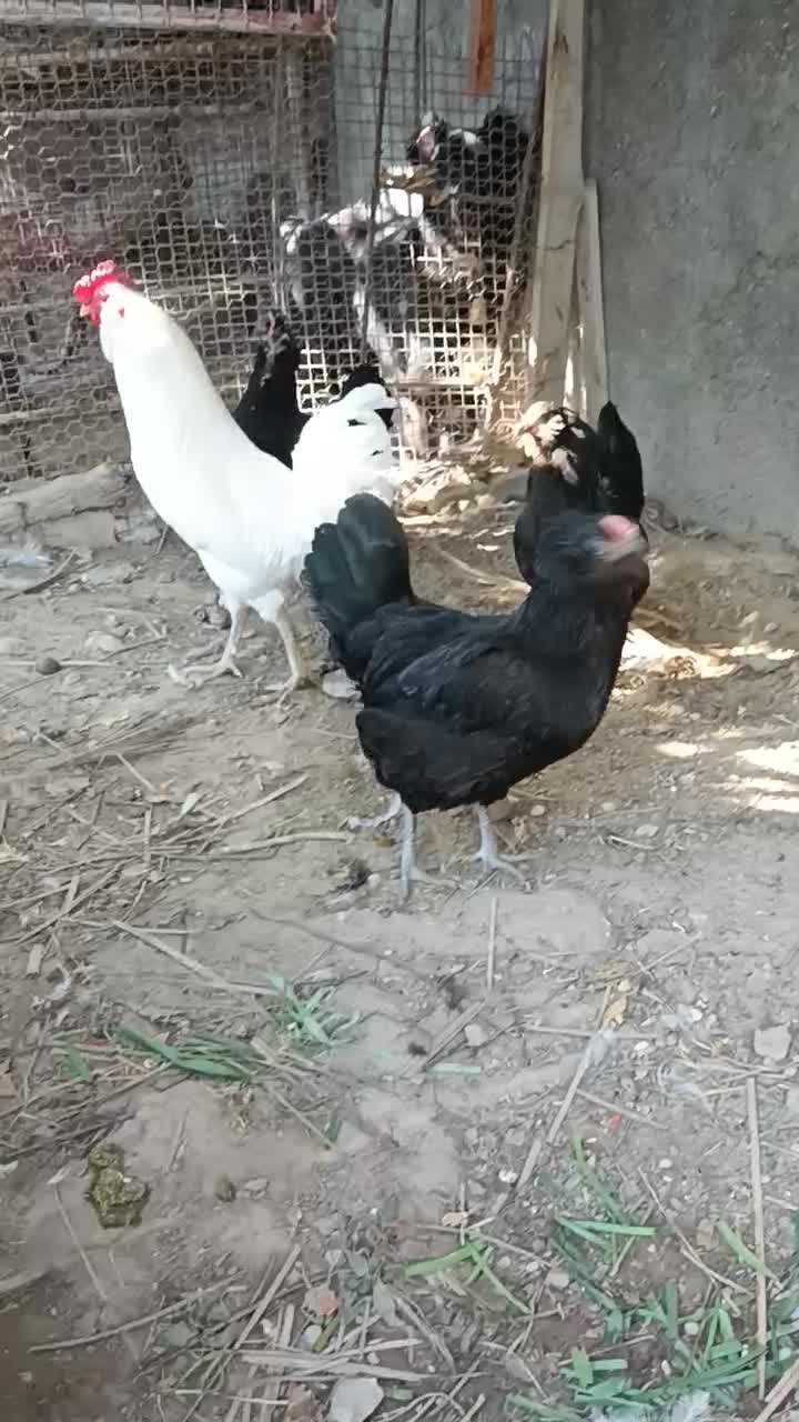 مرغ و خروس ریشی|حیوانات مزرعه|اهرم, |دیوار