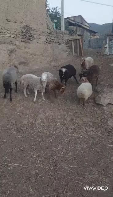 بره|حیوانات مزرعه|کجور, |دیوار