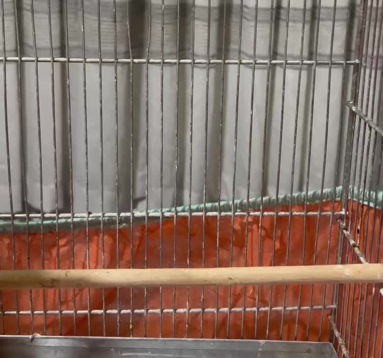 سهره نر طوق دار بخون|پرنده|تهران, والفجر (افسریه)|دیوار