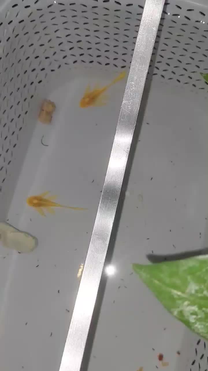 لجنخوار پوزه بوته ای بلوآیز باله بلند|ماهی|تهران, نعمت‌آباد|دیوار