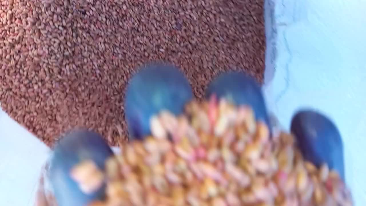 بذر گندم بوجاری شده|عمدهفروشی|قشلاق دشت, |دیوار