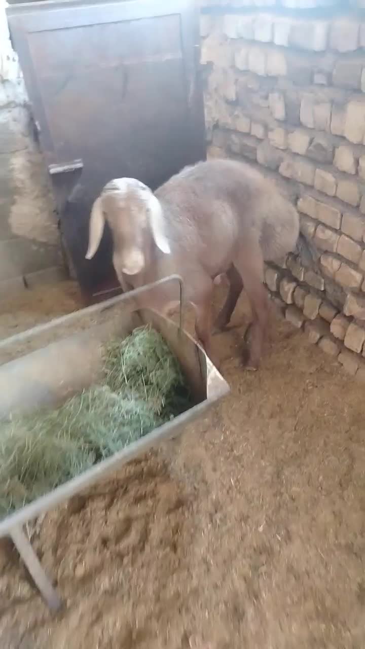 بره چینی غندوزی|حیوانات مزرعه|قائن, |دیوار