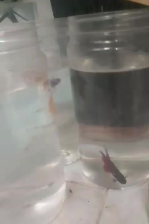 ماهی فایتر هافمون|ماهی|اسلام‌شهر, مطهری|دیوار