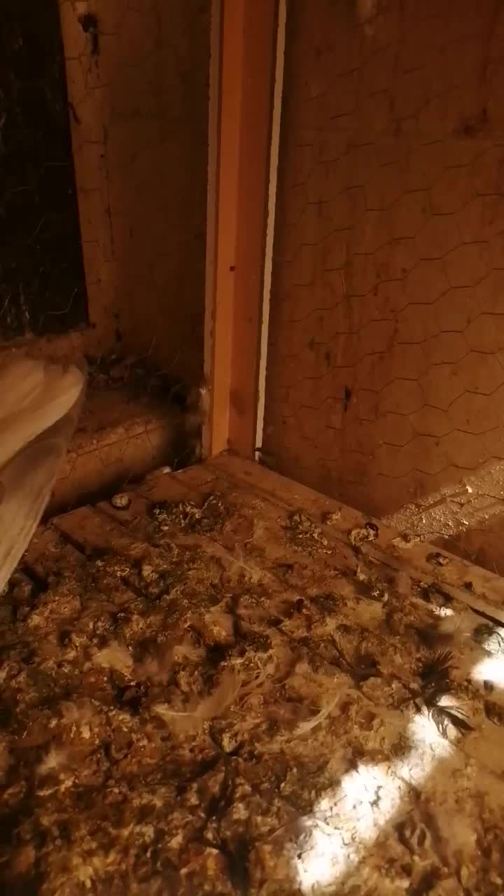 دمسفید و سینه ای|پرنده|اهواز, شهرک برق|دیوار