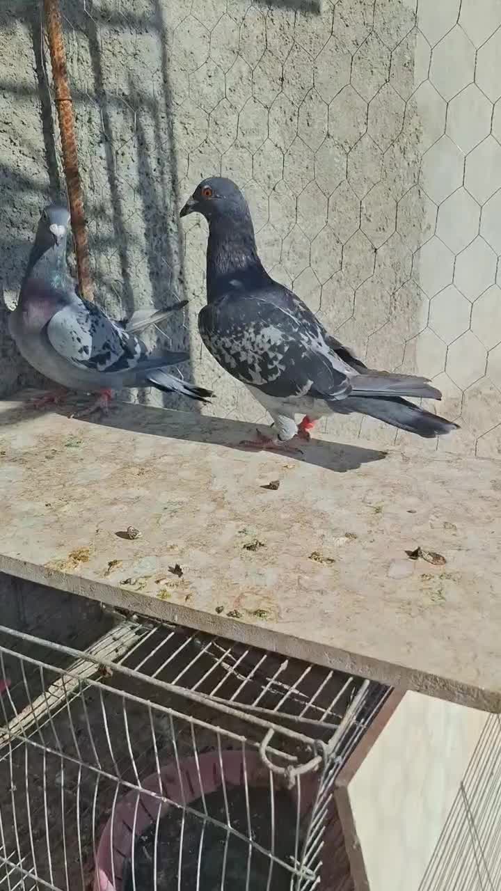 جفت نرو ماده پلاکی دهن جور|پرنده|فیروزآباد (فارس), |دیوار