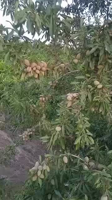 بادام شکوفه|خدمات باغبانی و درختکاری|سنندج, |دیوار