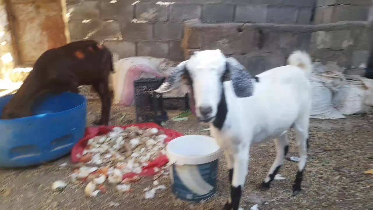 فروش بز ابستن نزدیک|حیوانات مزرعه|بندر کنگان, |دیوار